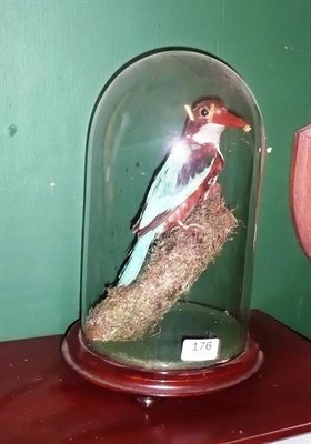 Lot 176 - Australian Pied Kingfisher, circa 1890, full mount, perched on mossy branch beneath glass dome