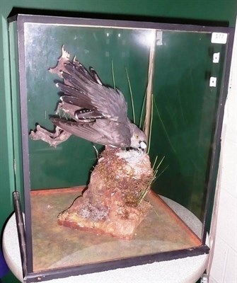 Lot 177 - A Cuckoo, full mount, in glazed case