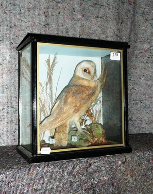 Lot 178 - Barn Owl, circa 1920, full mount, in glazed case