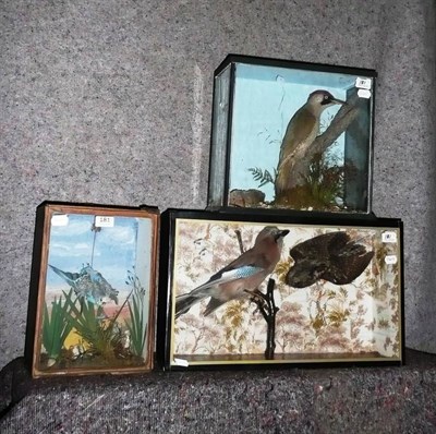 Lot 180 - A Glazed Wall Mounted Display Case Containing Twelve Tropical Birds, early 20th century