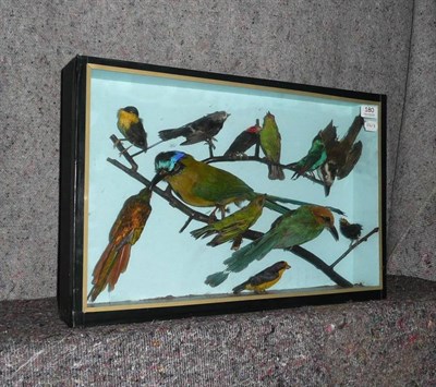 Lot 181 - Nightjar and Jay, full mounts, modern, in glazed case; Green Woodpecker, circa 1920, full mount, in