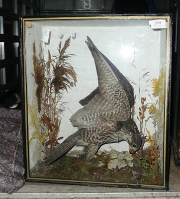 Lot 184 - Peregrine Falcon (Falco peregrinus), circa 1910, full mount, in glazed case