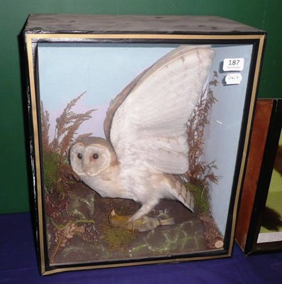Lot 187 - Barn Owl, circa 1920, full mount, in glazed case