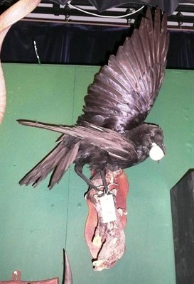 Lot 188 - Raven, full mount, on wall hanging bracket