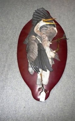 Lot 189 - Grey Heron, mounted on quatrelobed leatherette firescreen backing, circa 1930