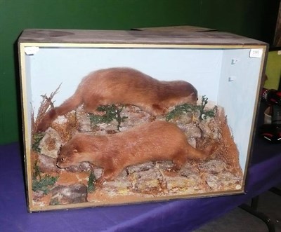 Lot 190 - Two Otters, full mounts, cased, early 20th century