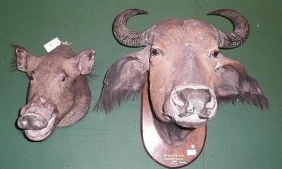 Lot 191 - Sudanese Buffalo (Syncerus caffer aequioctialis), E P B Barh-El Gazal, Sudan, 1908, attributed...