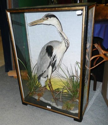 Lot 192 - Grey Heron, circa 1920, full mount, in ebonised wood and glazed case, attributed to James...
