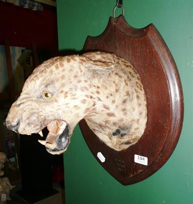 Lot 194 - Leopard (Panthera pardus) Head Mount by Theobald Bros, Mysore, India, with snarling pose, on a...