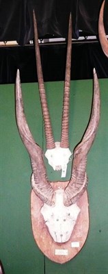 Lot 197 - Cape Eland (Taurotragus oryx), Tanganyika, 21st July 1933, horns on frontlet, right horn 56cm, left