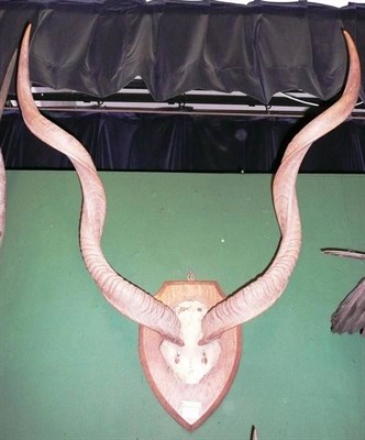 Lot 198 - Greater Kudu (Tragelaphus strepsiceros), Somaliland, 1929, horns on cut frontlet, right horn 106cm