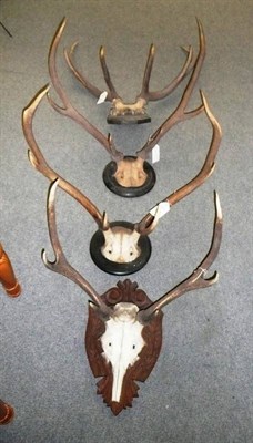 Lot 201 - Four Red Deer Antlers, on wooden shields