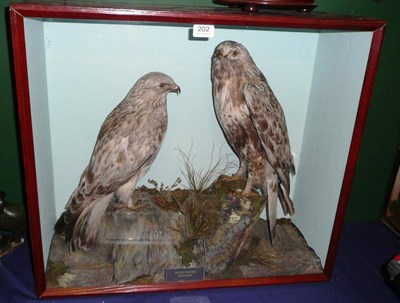 Lot 202 - A Cased Pair of Rough-legged Buzzards, circa 1895, preserved and mounted in a naturalistic...