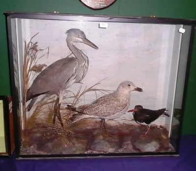 Lot 207 - A Cased Taxidermy Display of Three Water Birds - Heron, Gull and Oyster Catcher, preserved in a...