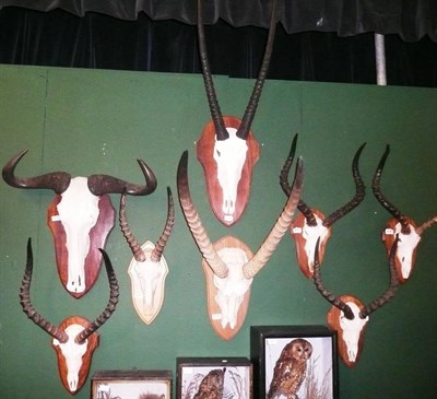 Lot 215 - Gemsbok Oryx, horns on upper (cut) skull, on wood shield; Waterbuck, horns on upper skull, on...