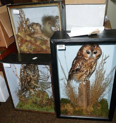 Lot 220 - Three Cased Taxidermy Specimens - Long Eared Owl, Tawny Owl and Red Squirrel, all in individual...