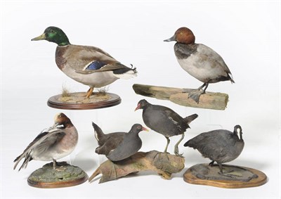 Lot 223 - Pochard, Widgeon, Mallard, Coot and a Pair of Moor Hens, full mounts (6)