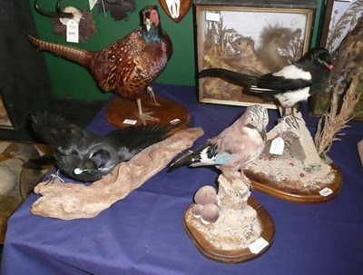 Lot 224 - Magpie, Jay, Jackdaw and Pheasant - full mounts (4)