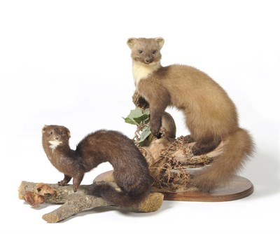 Lot 225 - Pine Marten and Mink - full mounts (modern) (2)