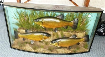 Lot 278 - Three Cooper Tench, preserved and mounted in a naturalistic setting amidst reeds and grasses, in an