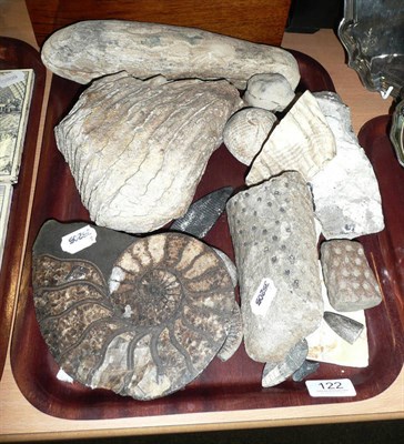 Lot 122 - A collection of various fossils