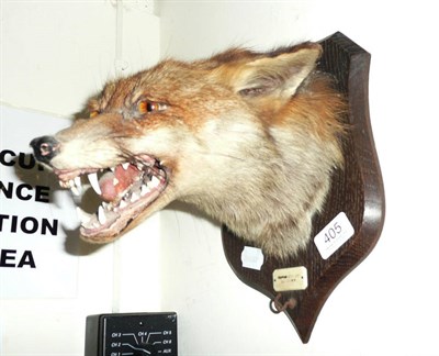 Lot 405 - Fox head trophy