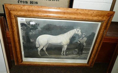 Lot 529 - Print of a horse in, stylised maple frame