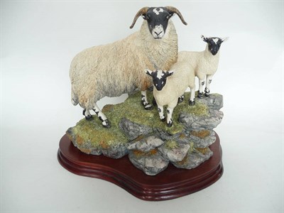 Lot 1002 - Border Fine Arts 'A Ewe and a Pair', model no. BO238 by Ray Ayres, Ltd. edition No. 692/1750,...