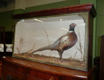 Lot 654 - Two early cased displays of pheasants