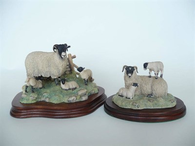 Lot 206 - Two Border Fine Arts sheep groups 'Spring Lambing' (Swaledales), model No. JH6 by Ray Ayres, 11.9cm