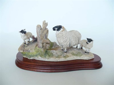 Lot 210 - A Border Fine Arts Sheep group 'Wrong Side of the Fence', model No. JH100 by Anne Wall, Ltd....