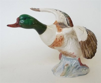 Lot 245 - A Beswick Shelduck rising (beak closed), model No. 994, issued 1943-1965, white, brown and...