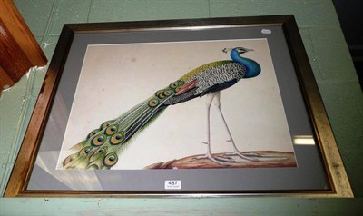 Lot 487 - Study of a Peacock - coloured photogravure print of an old engraving