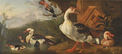 Lot 893 - Attributed to Pieter Casteels III (1684-1749) Study of Wildfowl and a Hoopee Oil on canvas, 42cm by