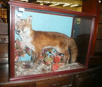 Lot 584 - A glazed taxidermy fox