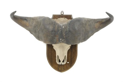 Lot 1011 - African Cape Buffalo (Syncerus caffer caffer), Nduni Hill, Feb 18th 1933, horns on upper skull,...