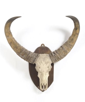 Lot 1012 - Indian Water Buffalo (Bubalus bubalis), horns on upper skull, right horn 122.5cm, left horn...