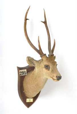 Lot 1013 - Hog Deer (Cervus porcinus), Roorkee, P Neamem, 1928, by Peter Spicer & Sons, Leamington Spa,...