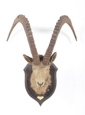 Lot 1015 - Siberian Ibex (Capra ibex almasyi), Central Asia 1907, by Rowland Ward, head mount, right horn...