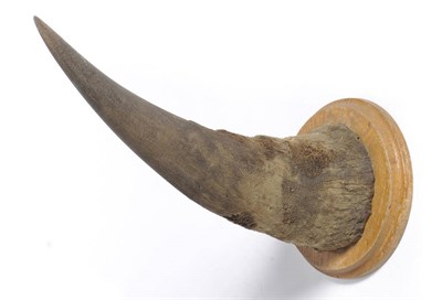 Lot 1022 - White Rhinoceros (Ceratotherium simum) Horn, circa 1930, 44.5cm long, on original circular oak...