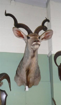 Lot 1023 - Greater Kudu (Tragelaphus strepsiceros), shoulder mount, modern, 86cm from the wall