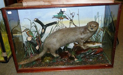 Lot 1026 - Otter (Lutra lutra), circa 1920, attributed to Peter Spicer & Sons, full mount, standing on...