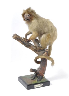 Lot 1029 - Golden-Headed Lion Tamarin (Leontopithicus chrysomelas), circa 1930, full mount,...