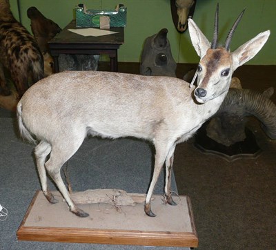 Lot 1030 - Duiker (Sylvicapra grimmia), full mount, modern, turning to the right, 72cm long, 74cm high, on...