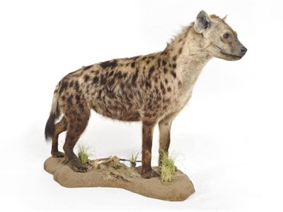 Lot 1031 - Spotted Hyena (Crocuta crocuta), full mount, modern, standing with forward gaze, 124cm long,...