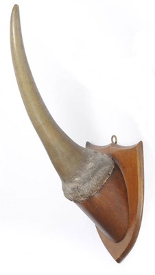 Lot 1032 - White or Square-Lipped Rhinoceros (Ceratotherium simum), circa 1920, taxidermy horn on oak...