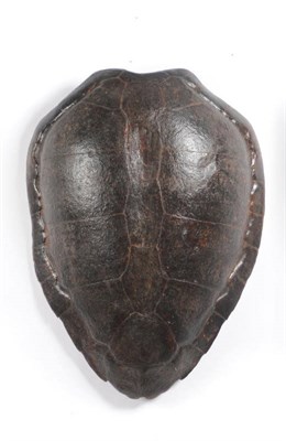 Lot 1034 - Green Turtle (Chelonia mydas) Shell, 19th century, retaining the original skeats, 76cm long, 54.5cm