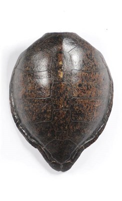 Lot 1035 - Green Turtle (Chelonia mydas) Shell, 19th century, retaining the original skeats, 70cm long, 54.5cm