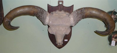 Lot 1036 - Banteng (Bos banteng banteng - birmanicus), Magwe District, Shweban 19.6.25, horns on upper...