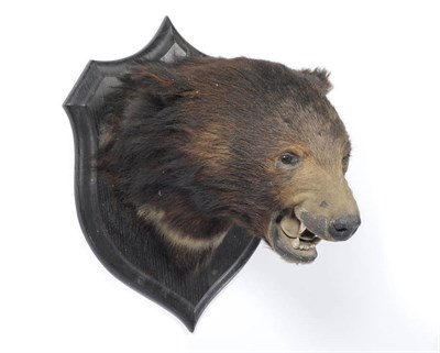 Lot 1040 - Asiatic Black Bear (Ursus thibetanus), circa 1920, by Rowland Ward, head mount, with snarling...